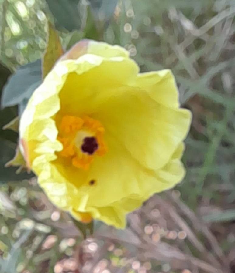 Cienfuegosia drummondii flower