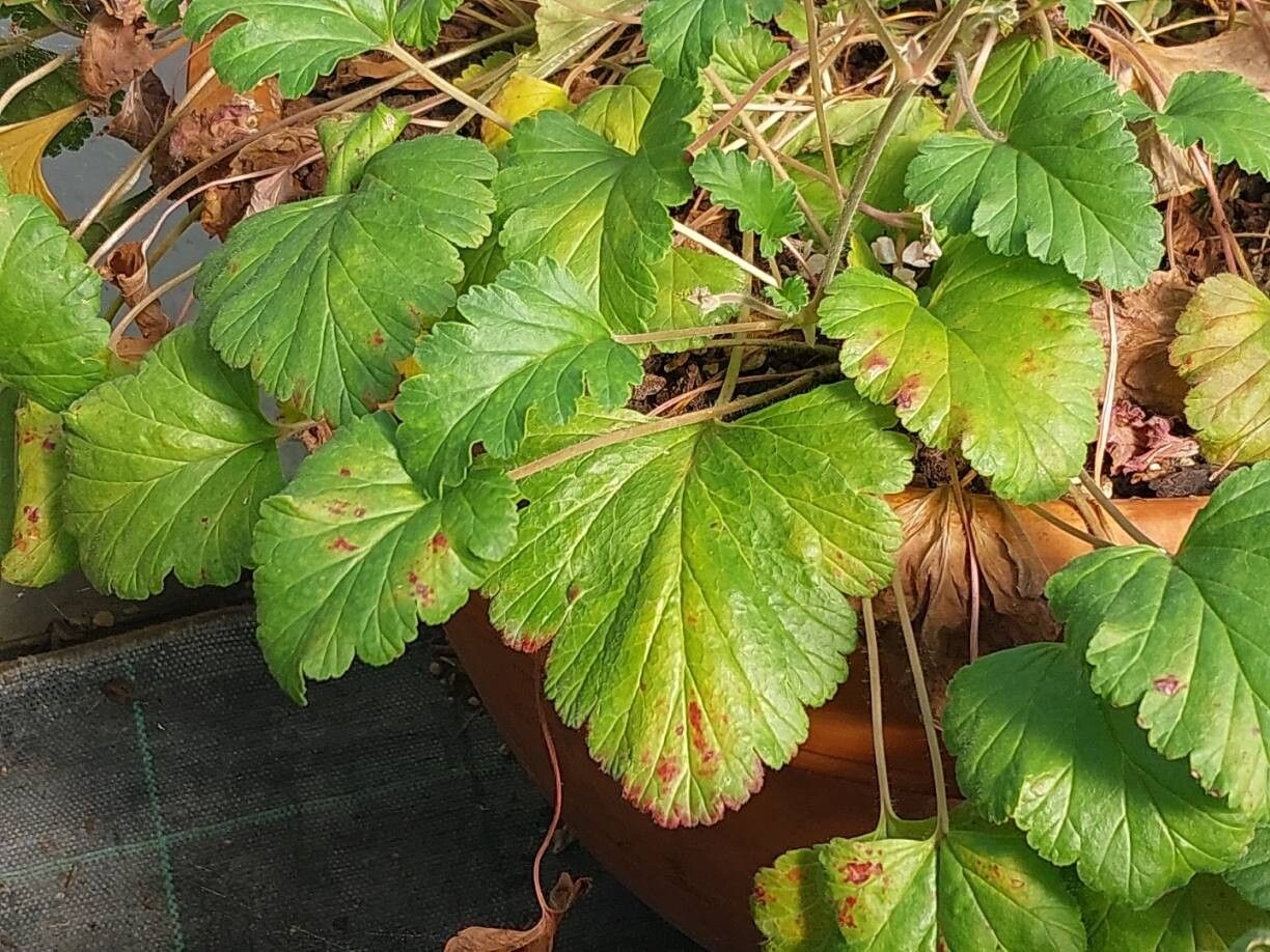 Pelargonium rodneyanum leaf