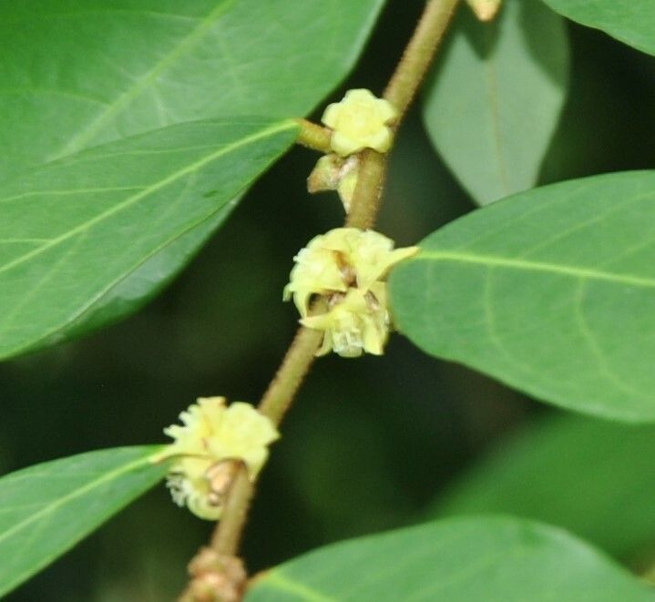 Bridelia cathartica flower