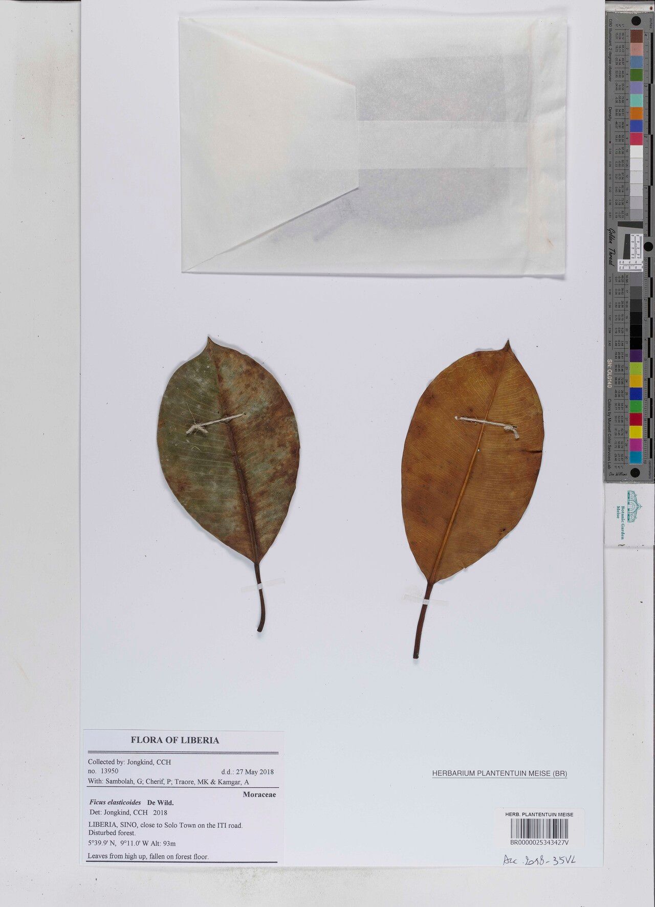 Ficus elasticoides — houseplant care guide