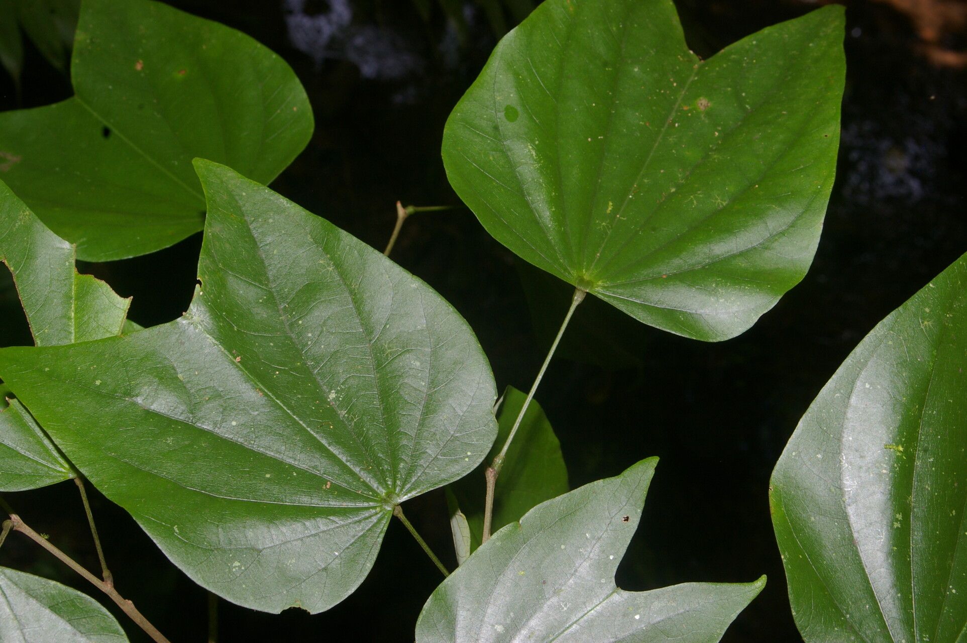 Bauhinia cookii fruit