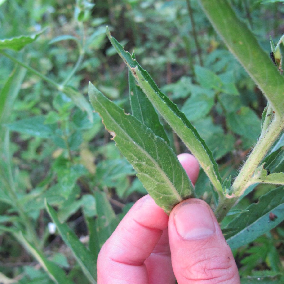 Oenothera cambrica — search result for 'Oenothera'