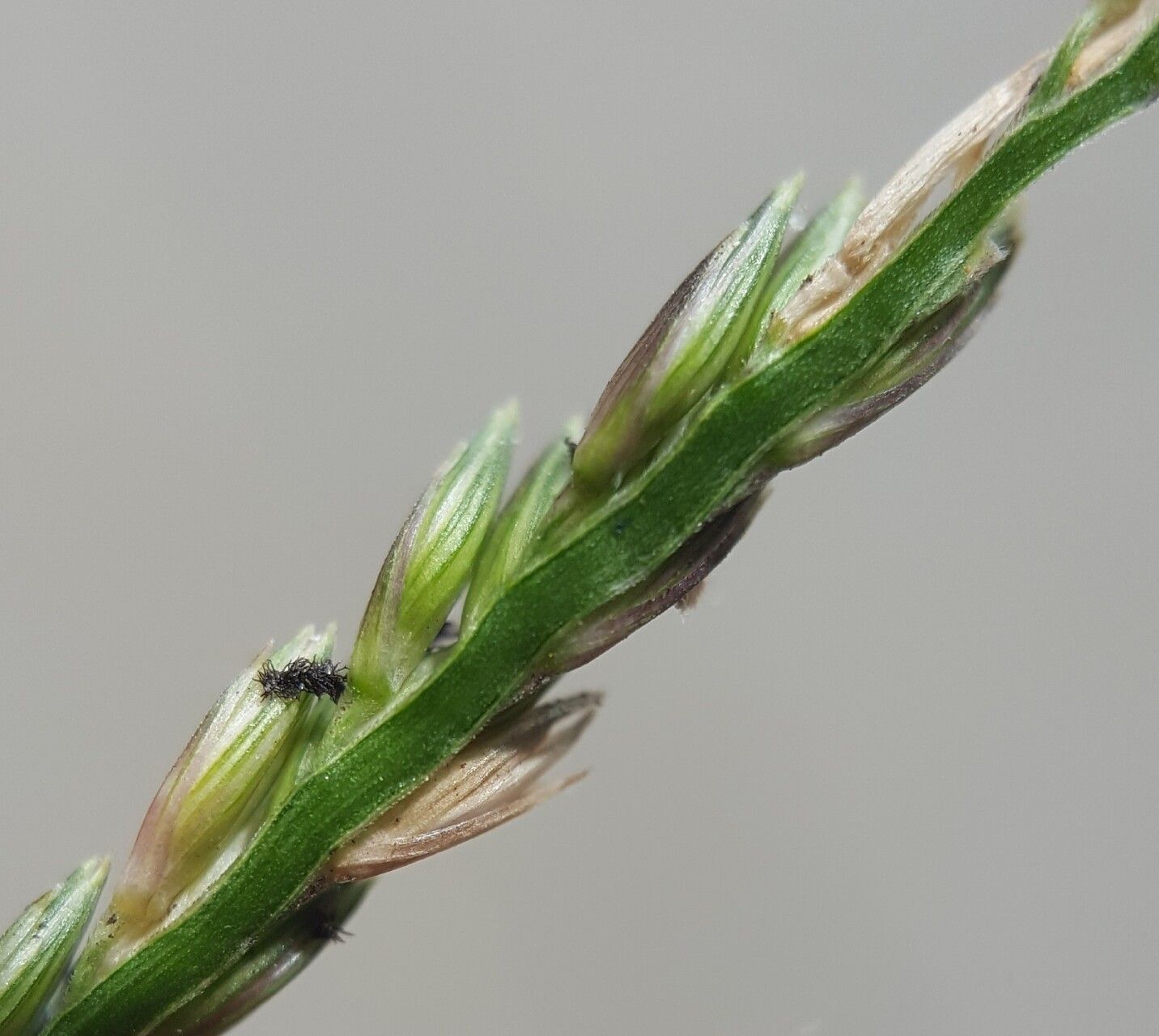 Urochloa glumaris flower