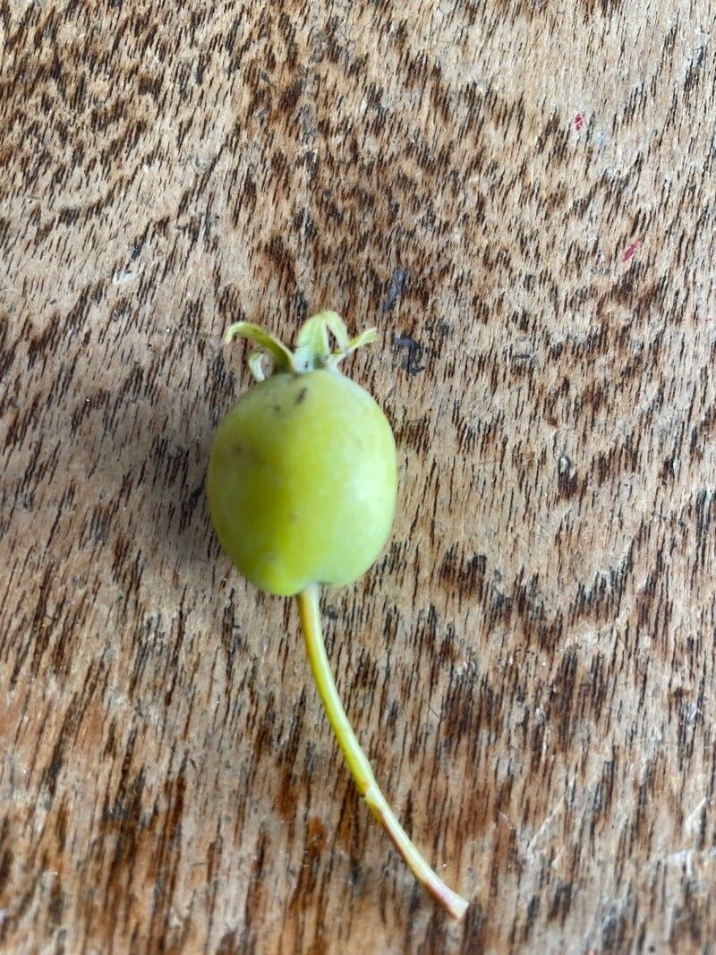Malus trilobata fruit