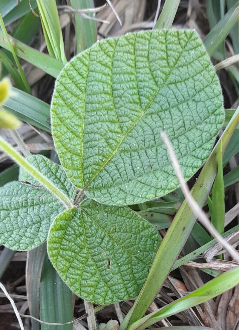 Rhynchosia corylifolia — houseplant care guide