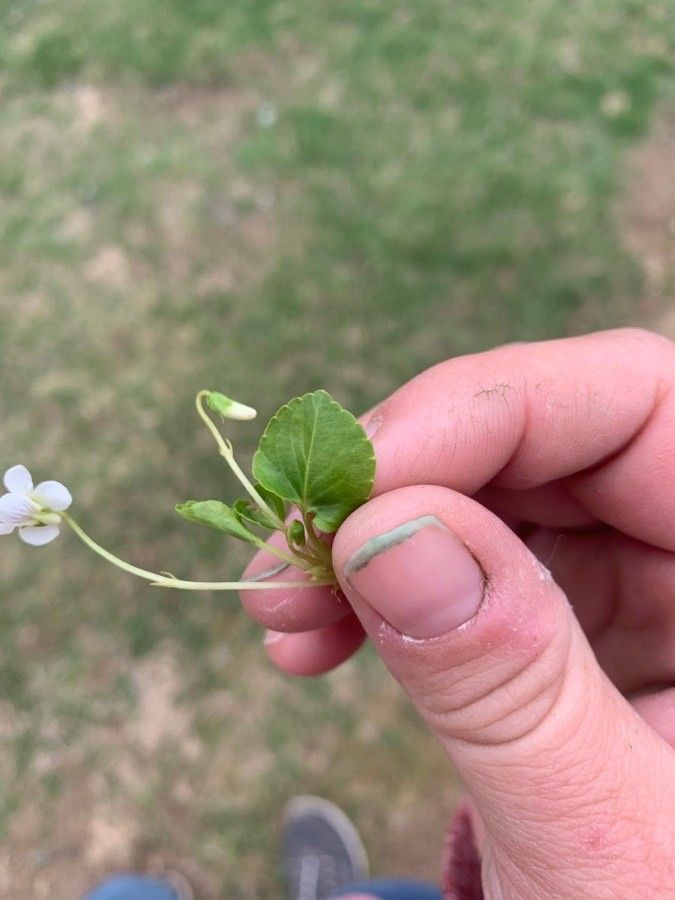 Viola macloskeyi — search result for 'Violaceae'