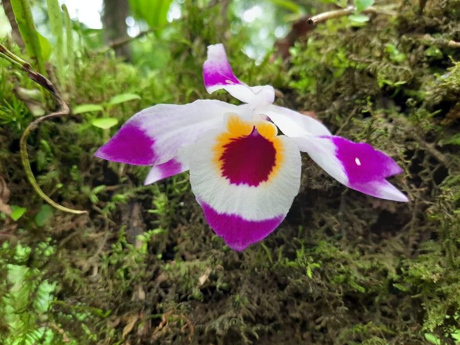 Dendrobium falconeri — houseplant care guide