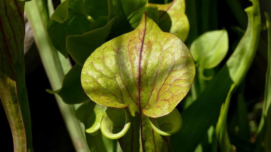 Sarracenia oreophila bark