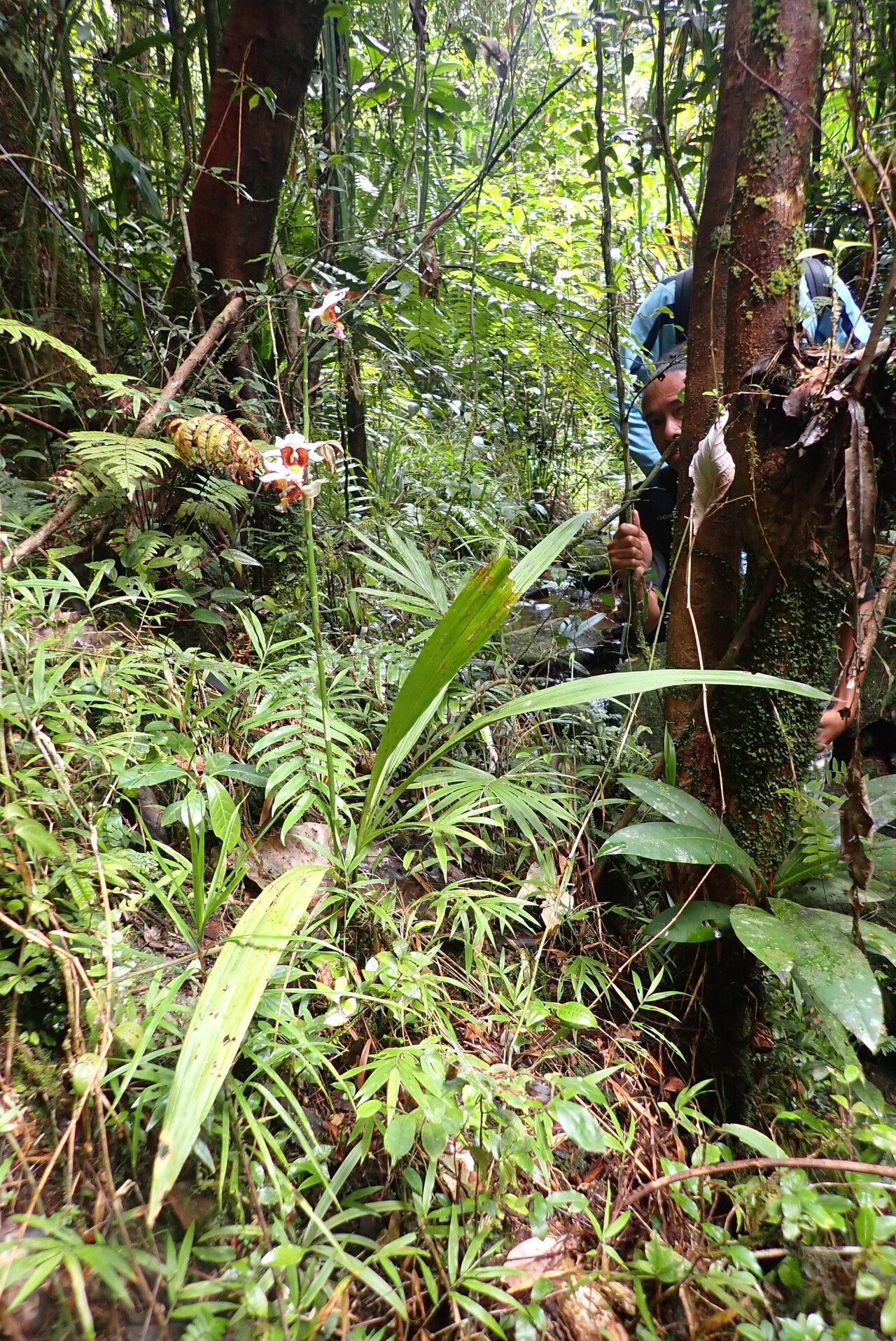 Calanthe tuberculosa habit
