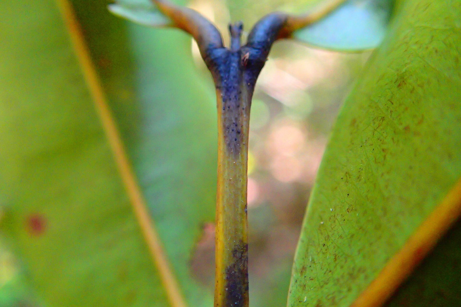 Syzygium densiflorum bark