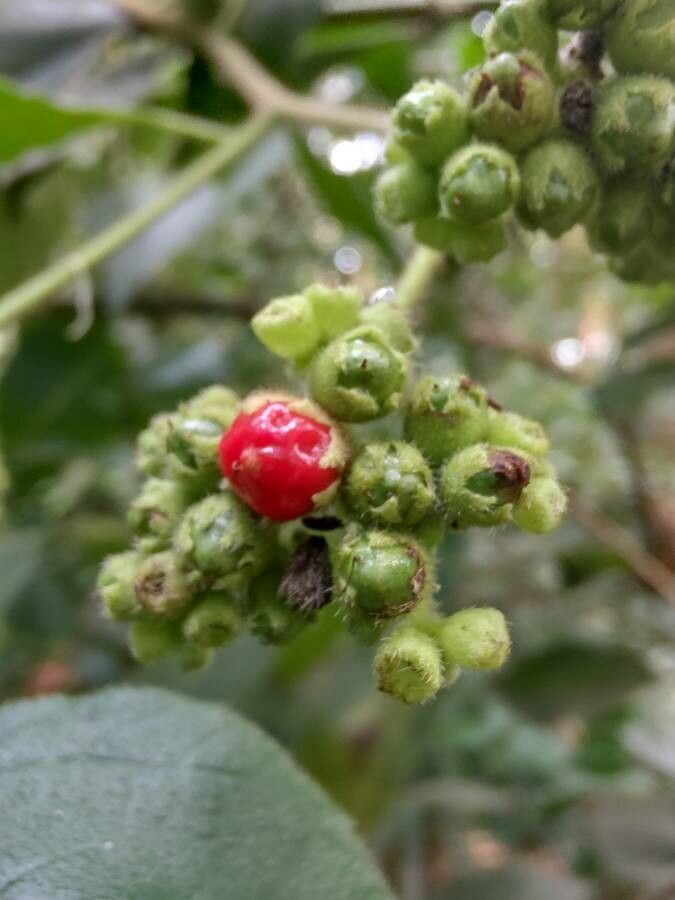 Lantana canescens fruit