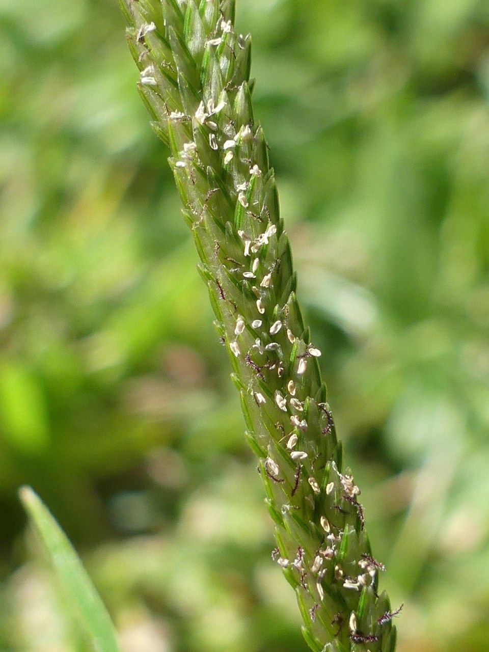 Cenchrus clandestinus flower