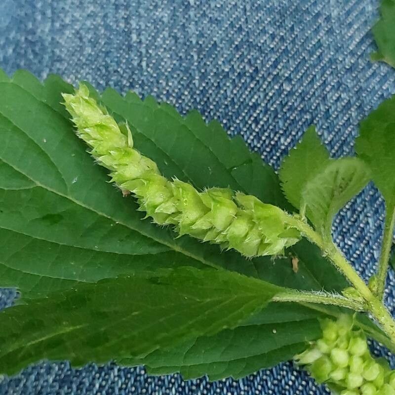 Elsholtzia ciliata fruit