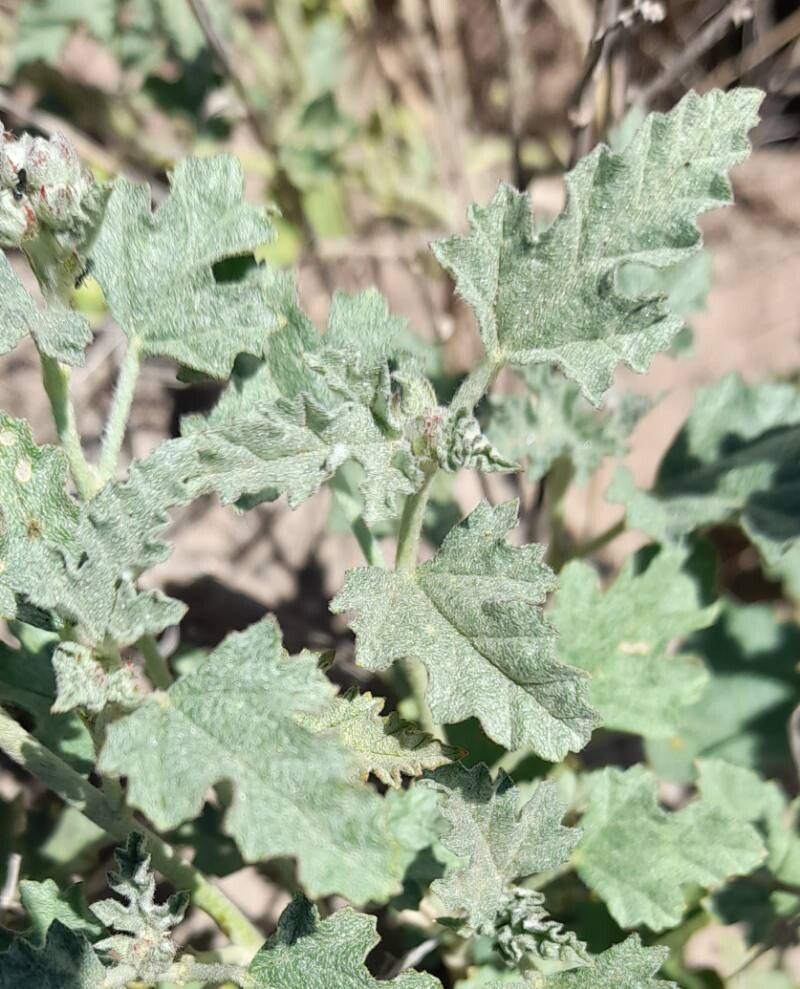 Sphaeralcea cordobensis — houseplant care guide