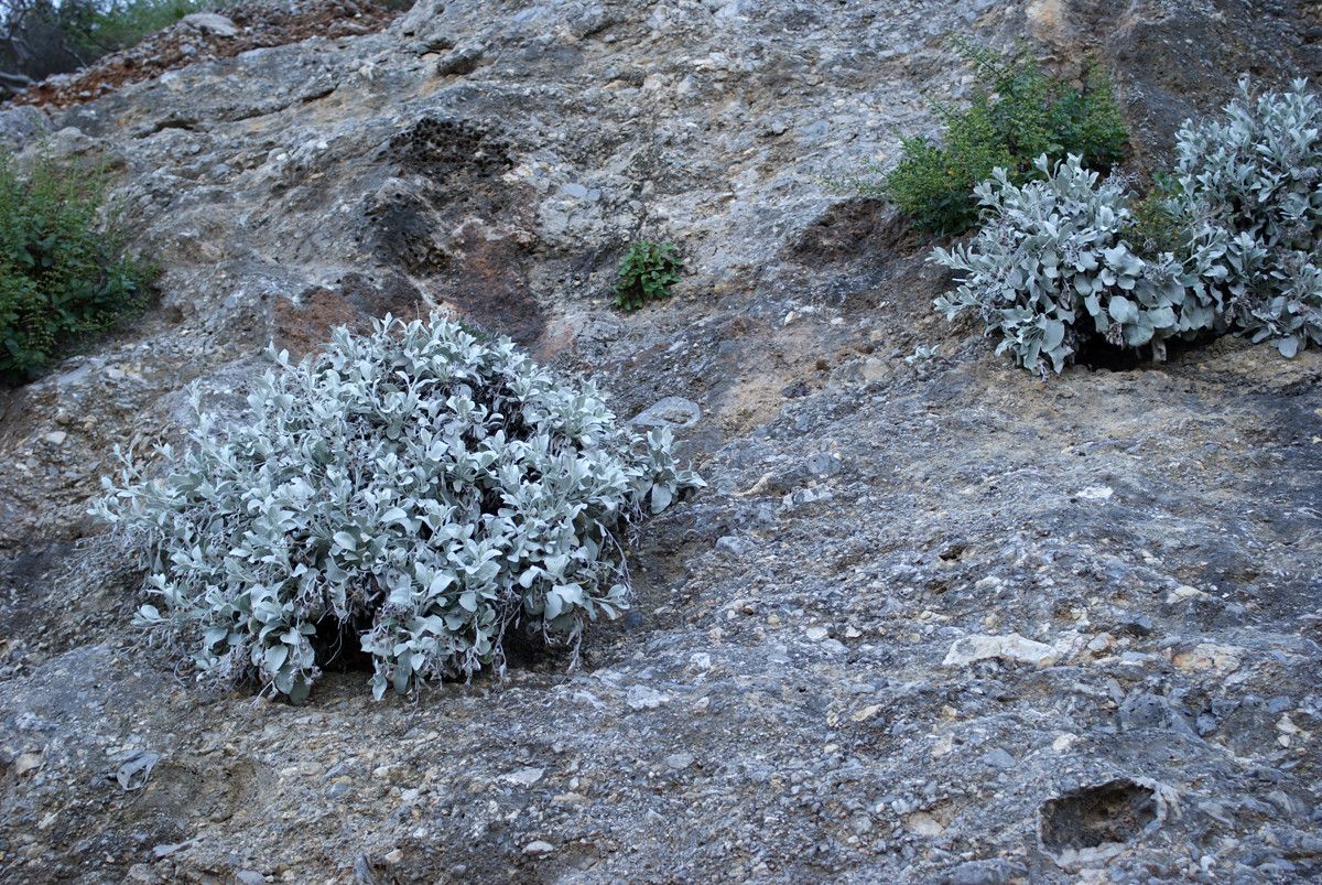 Inula candida — search result for 'Inula'