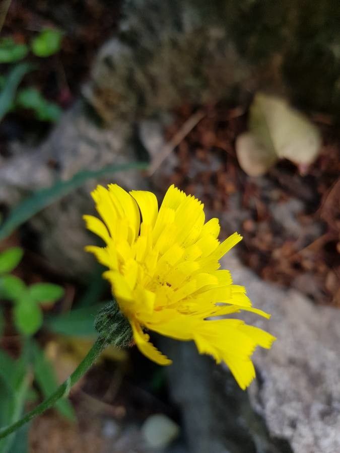 Hieracium franconicum flower