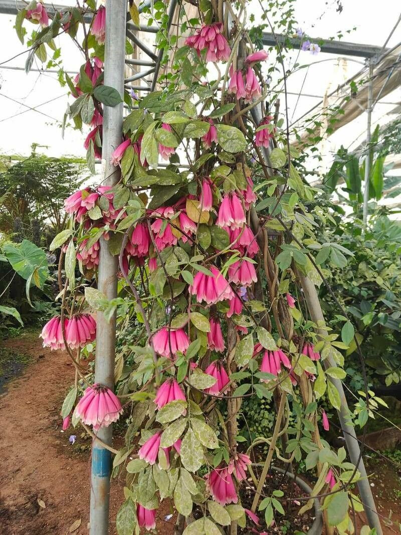 Tecomanthe dendrophila flower