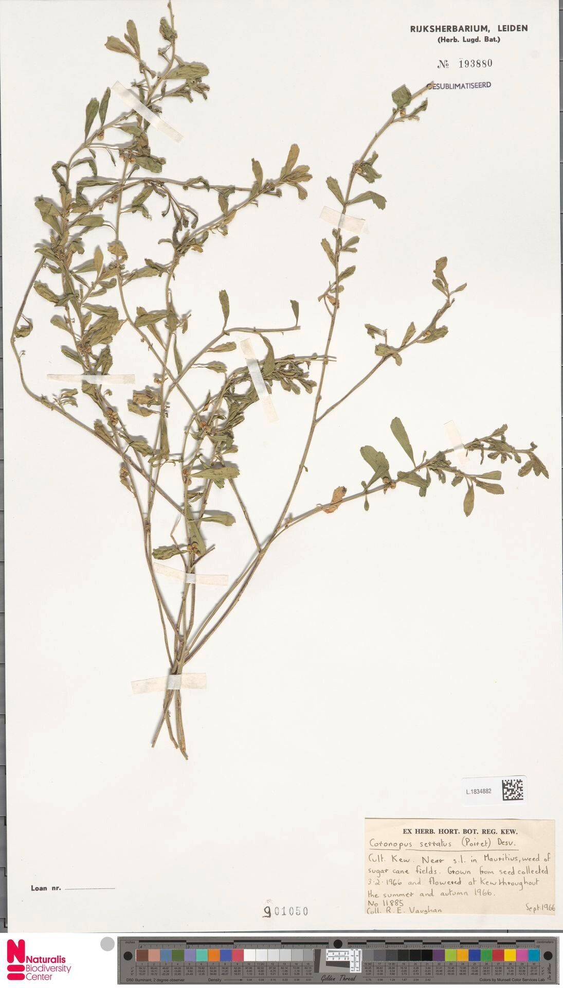 Lepidium serratum — search result for 'Lepidium'