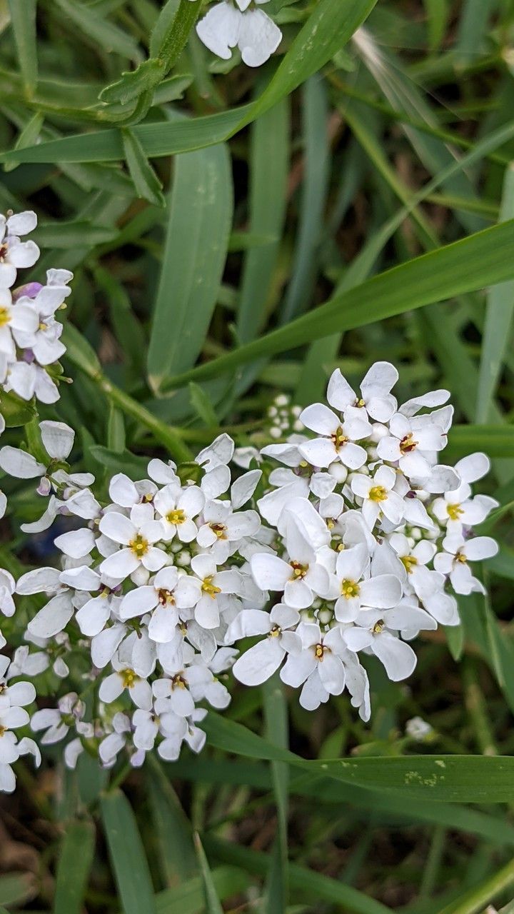 Iberis amara flower