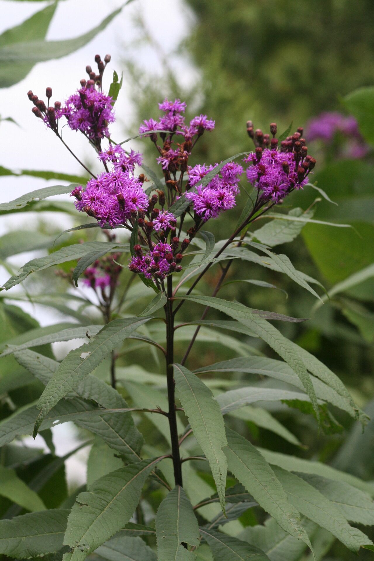Vernonia gigantea flower