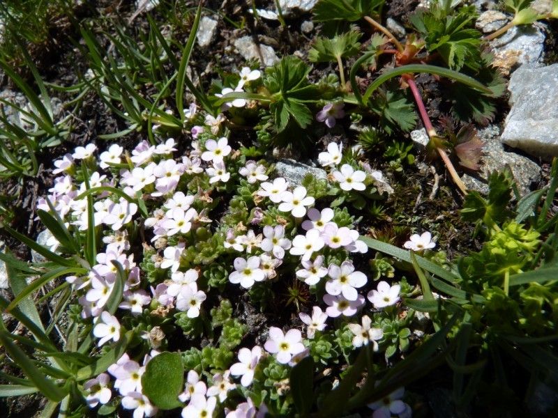 Androsace alpina habit