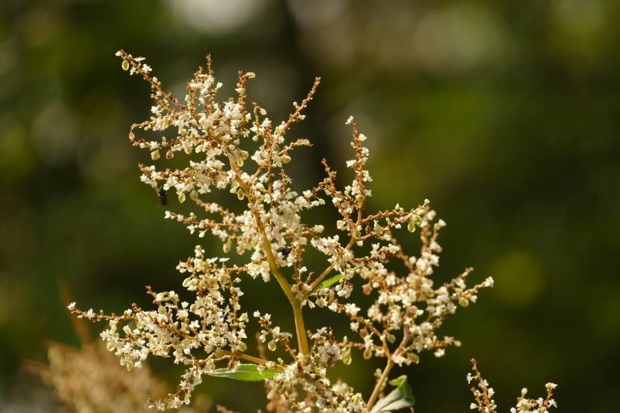 Persicaria wallichii flower