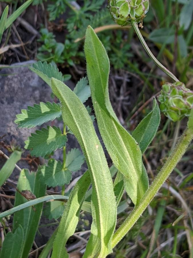 Erigeron atticus — search result for 'Hungary'