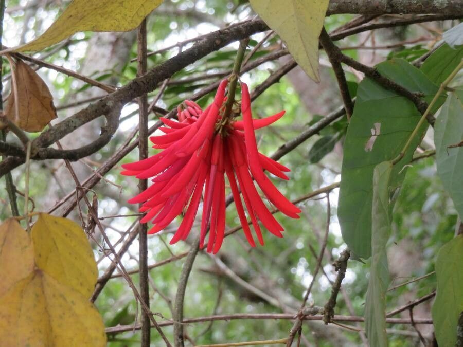 Erythrina amazonica flower