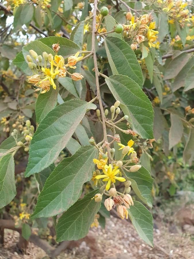 Grewia trichocarpa flower