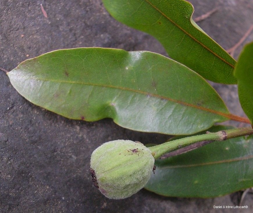 Myricanthe discolor leaf