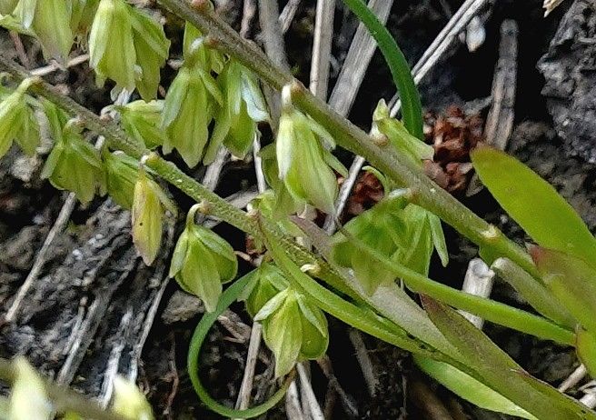 Polygala amarella fruit