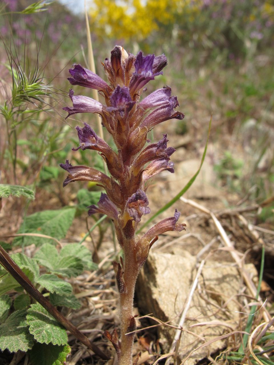 Orobanche olbiensis habit