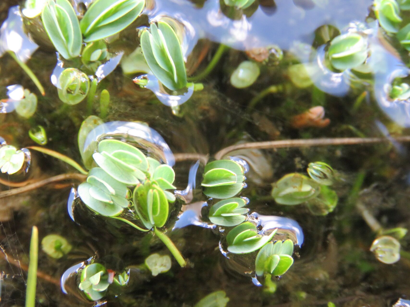 Alchemilla diplophylla — houseplant care guide