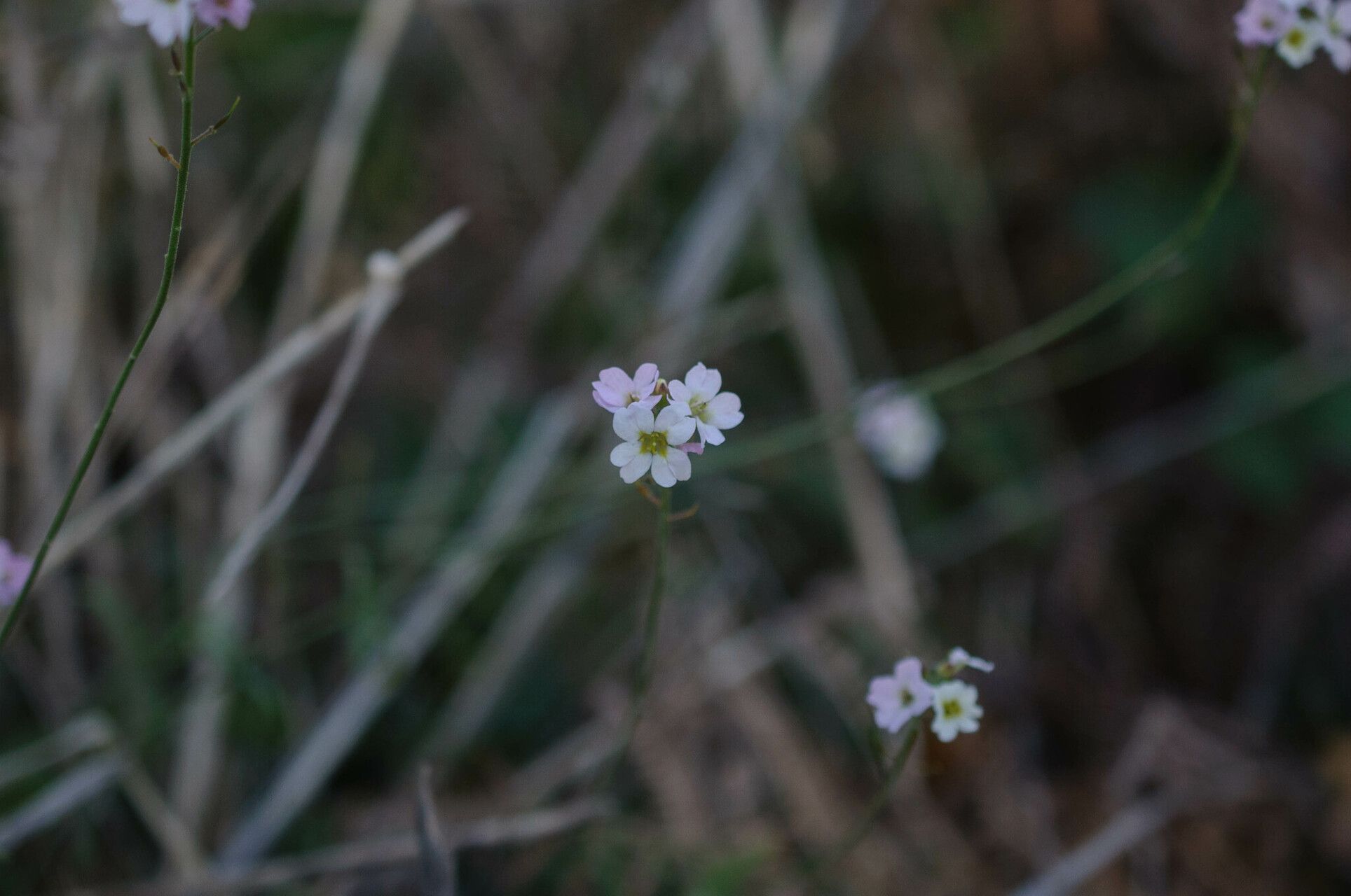 Berteroa mutabilis flower