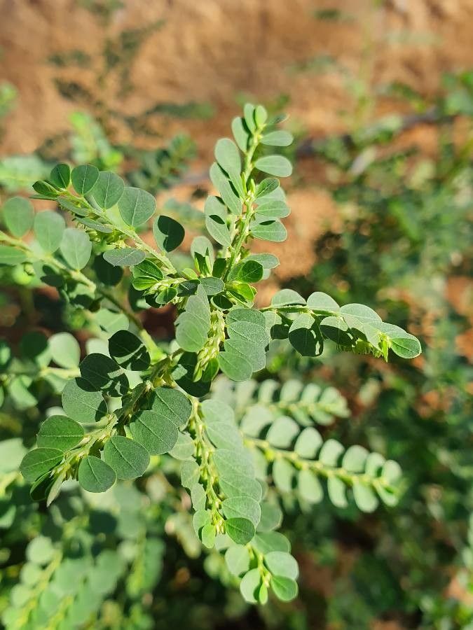 Phyllanthus fischeri — search result for 'Phyllanthus'