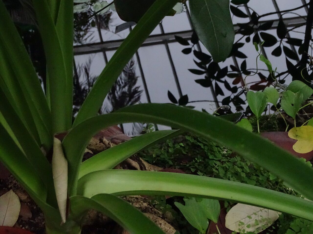 Crinum mauritianum — search result for 'Crinum'