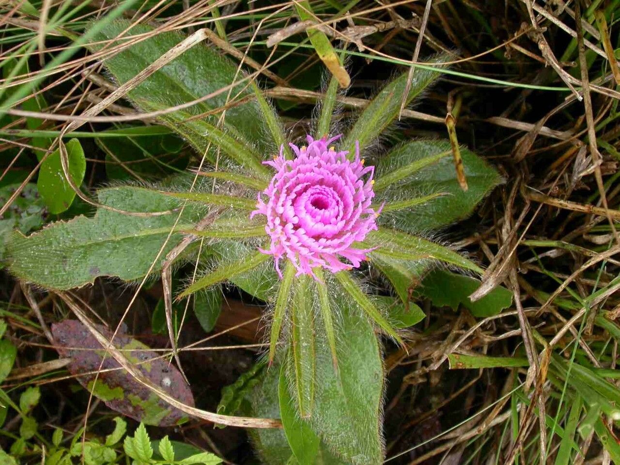 Gomphrena macrocephala flower
