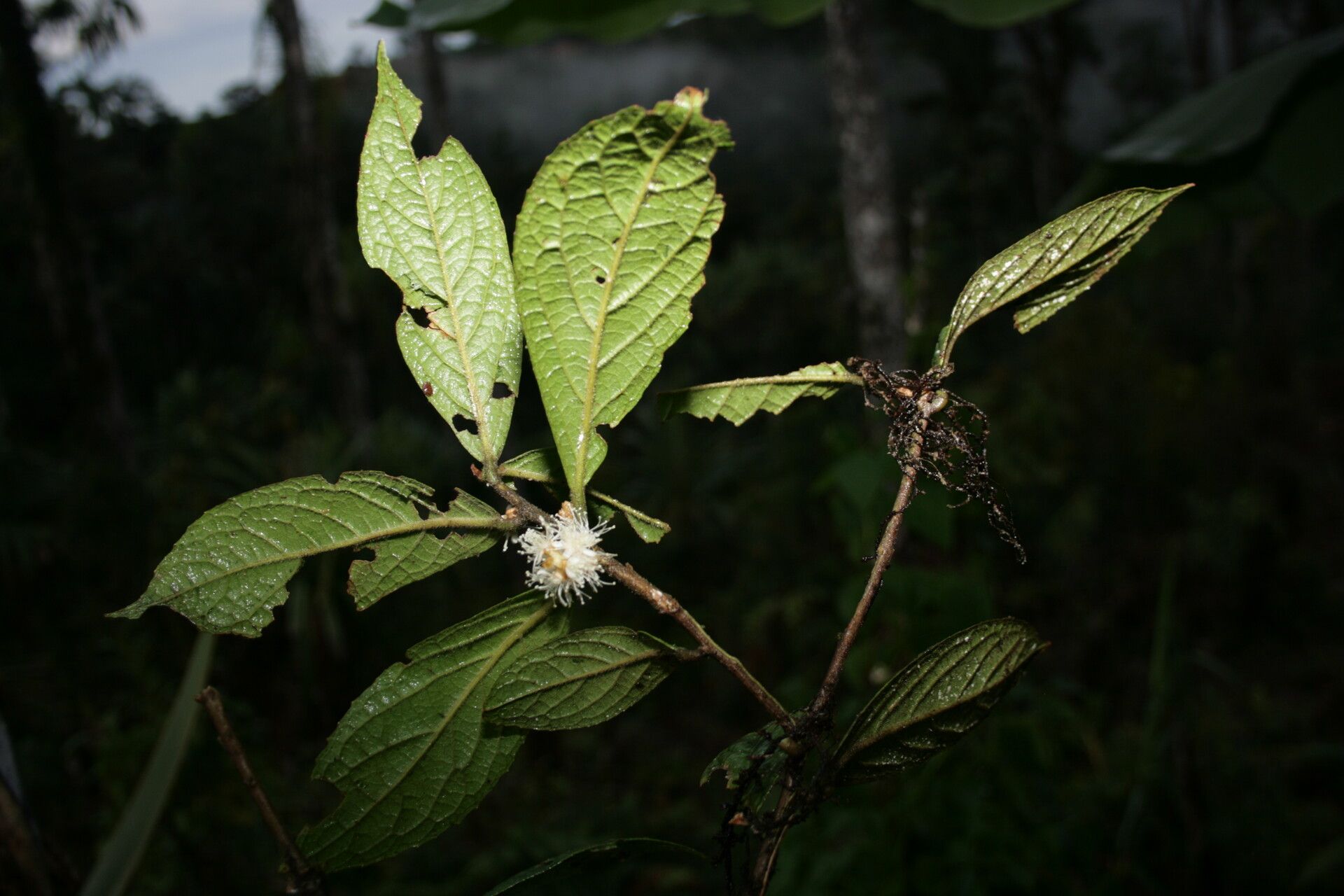 Symplocos cochinchinensis leaf