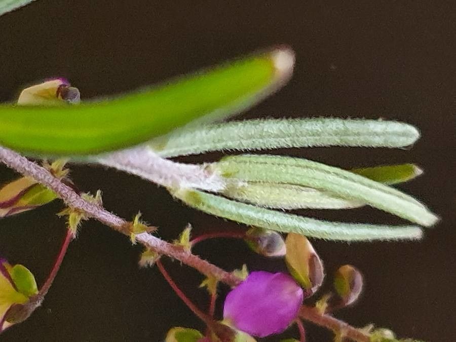 Polygala sphenoptera — search result for 'Polygala'