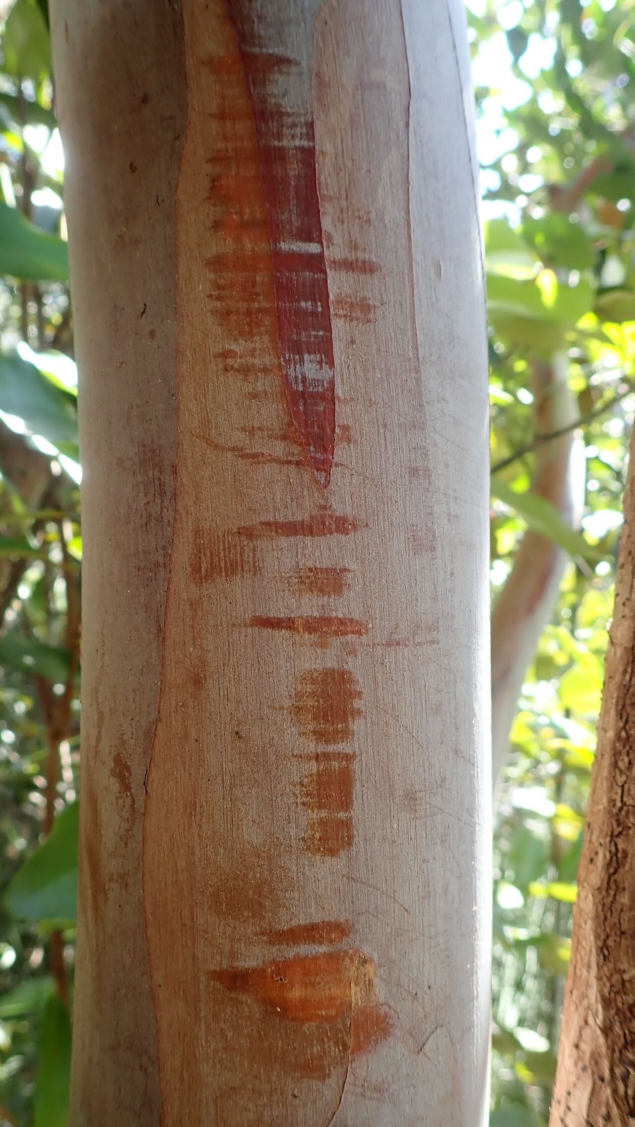 Tristaniopsis capitulata bark