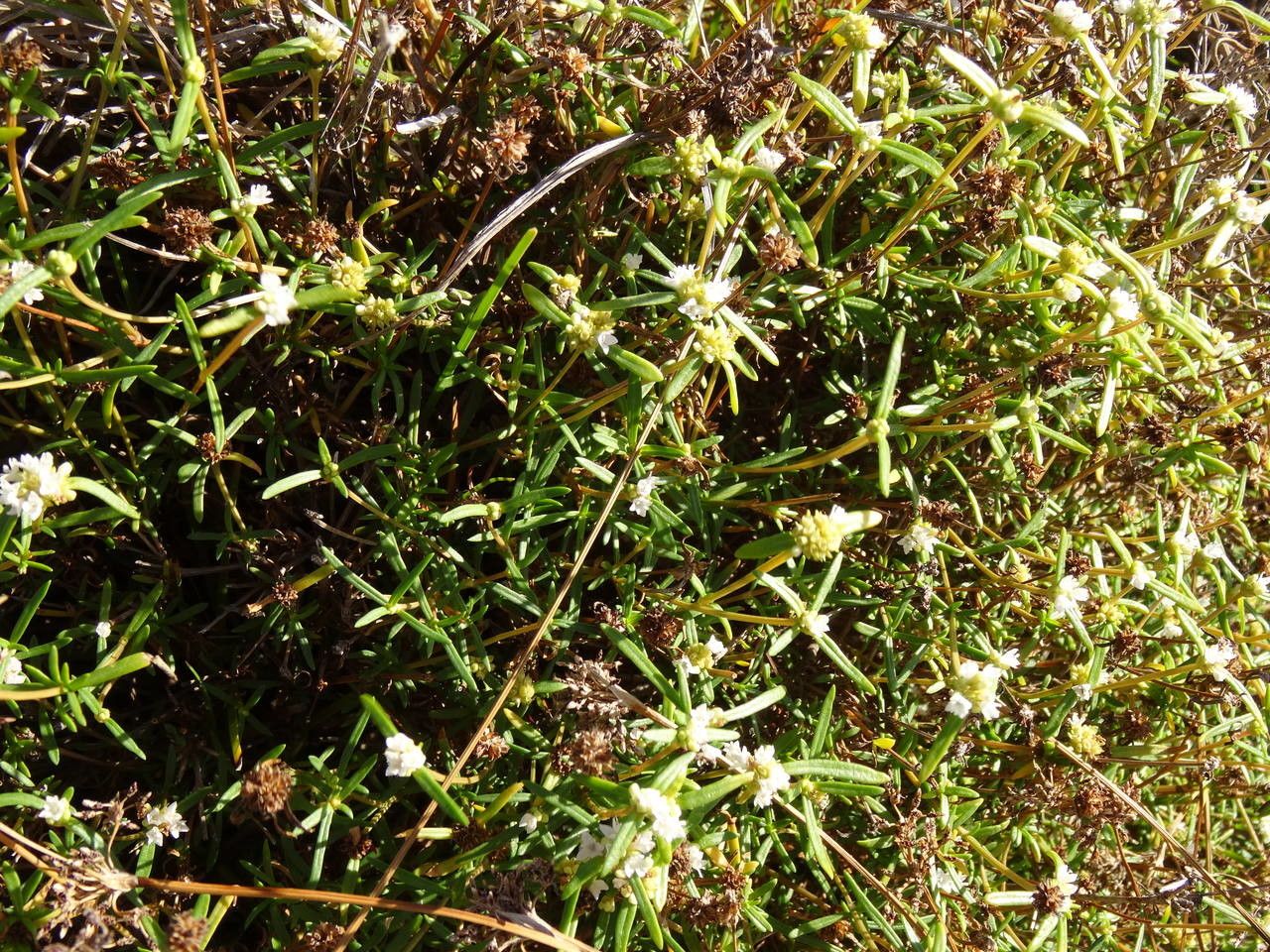 Gomphrena muscoides — search result for 'Gomphrena'