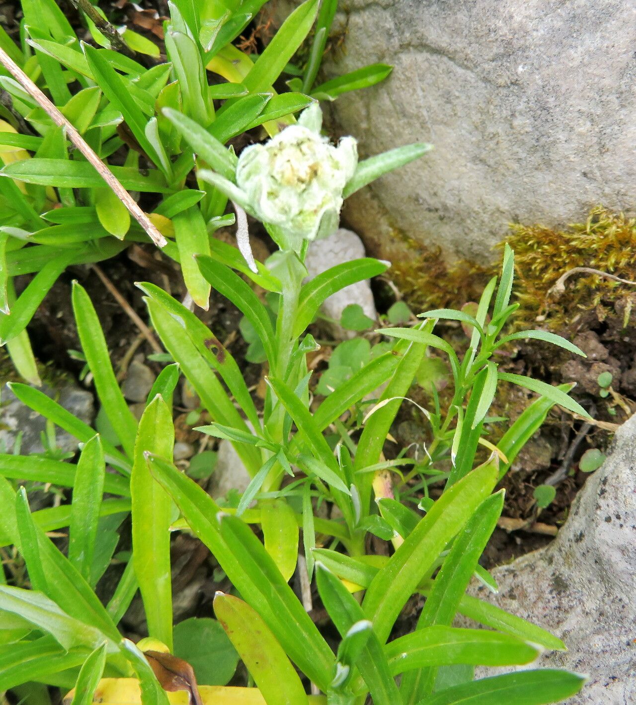 Leontopodium discolor flower