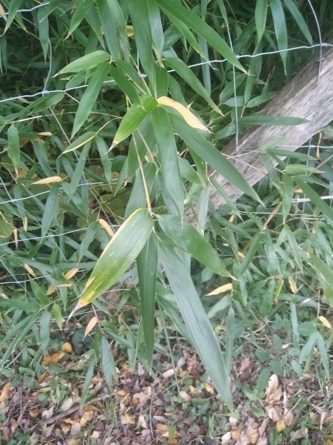 Phyllostachys sulphurea — search result for 'Phyllostachys'