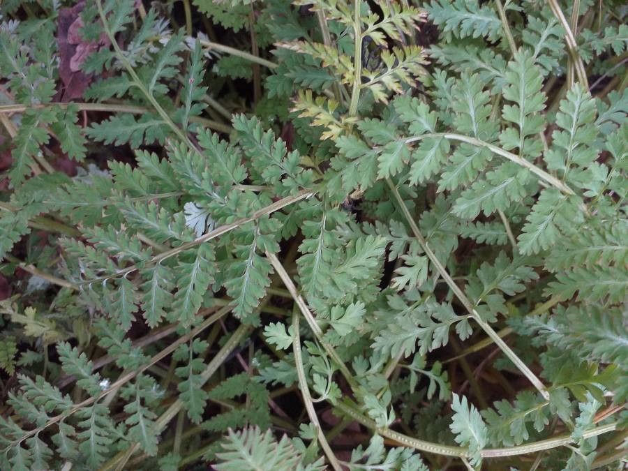 Corydalis cheilanthifolia leaf