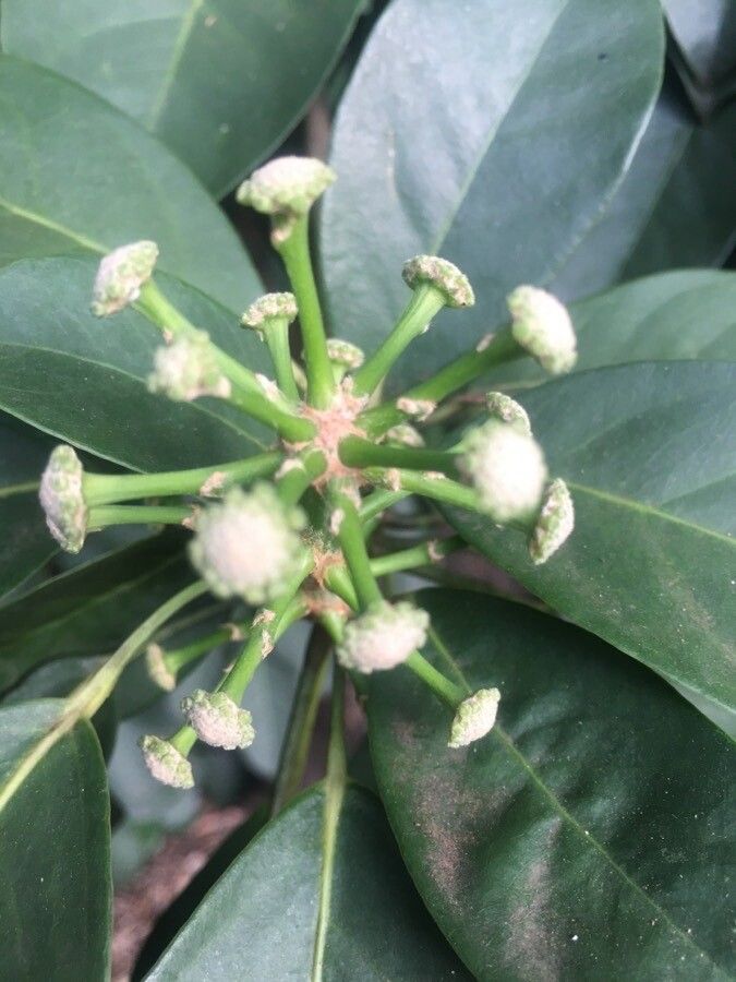 Dendropanax cuneatus flower