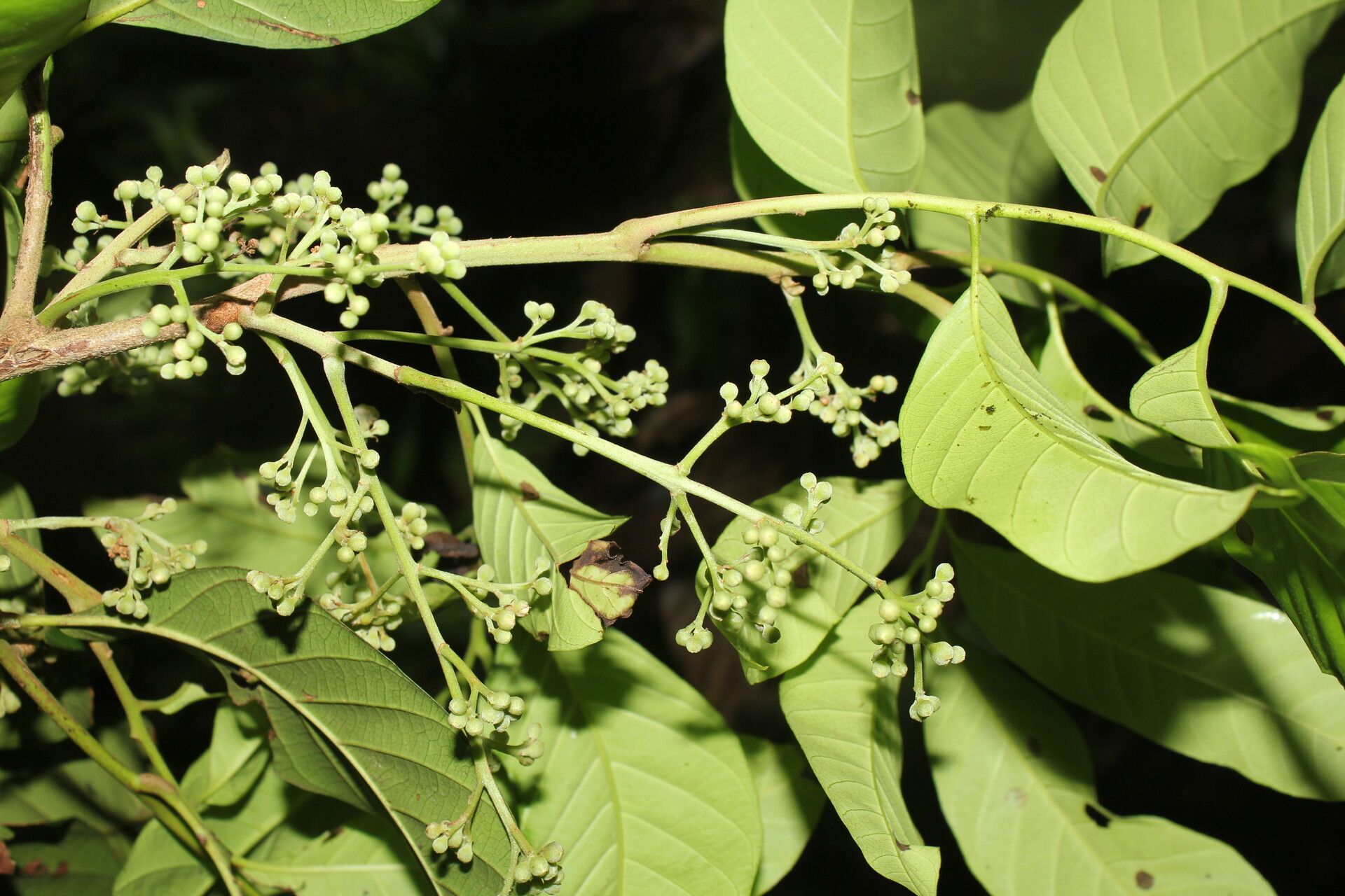Trichilia adolfi flower