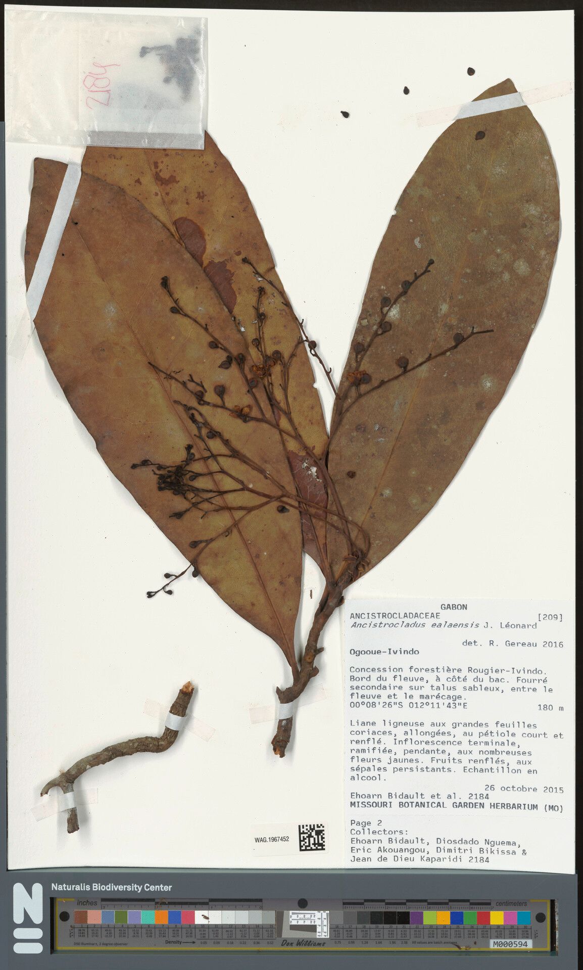 Ancistrocladus congolensis — related species from the same genus