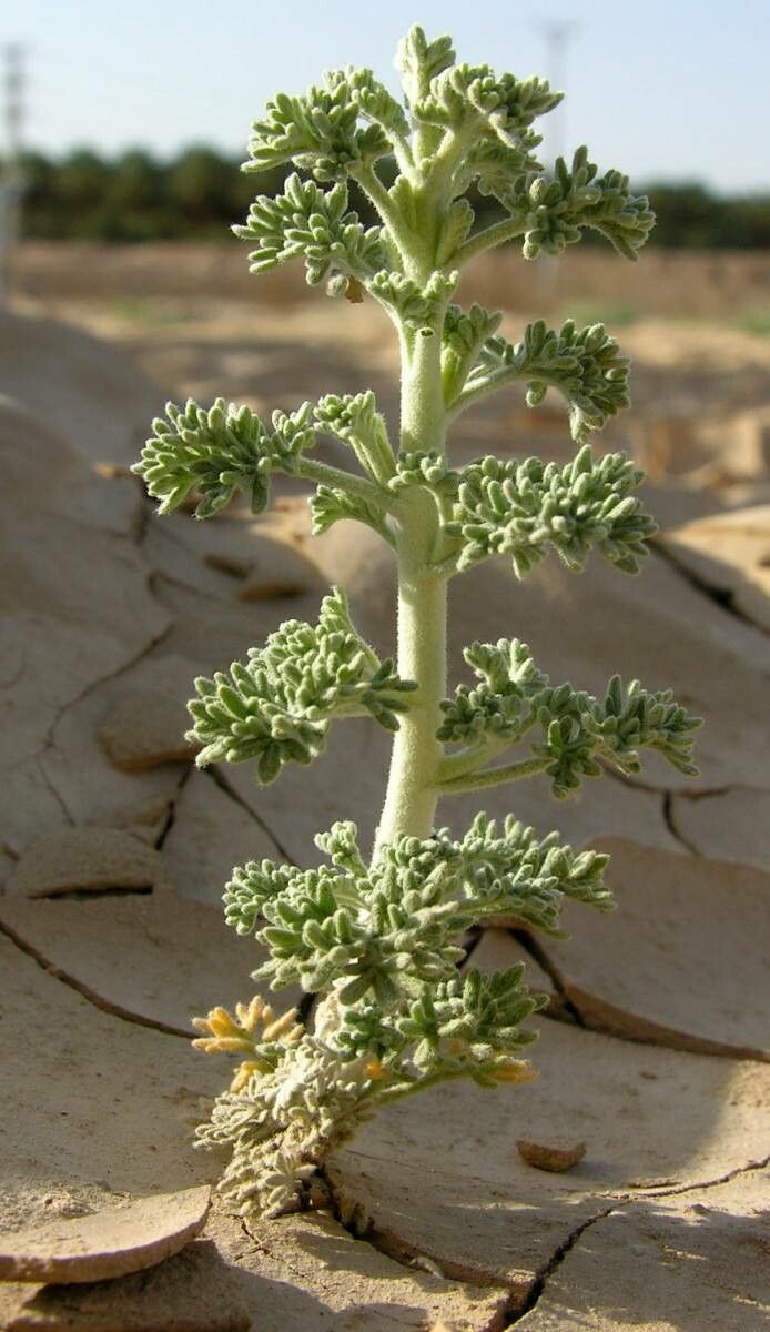 Artemisia judaica — search result for 'Artemisia'