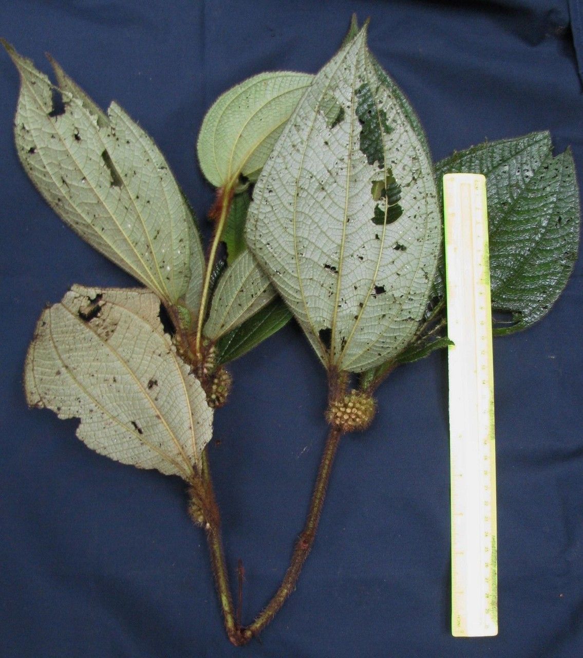 Clidemia taurina other