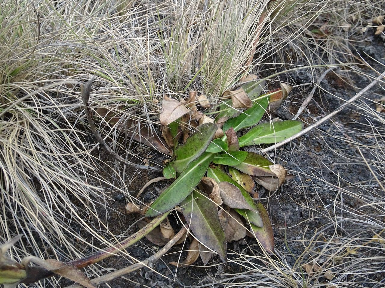 Succisa trichotocephala — search result for 'Cameroon'